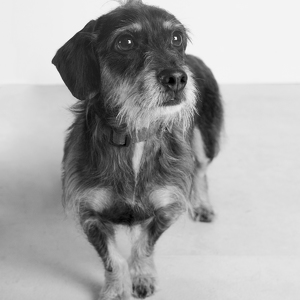 Fundraising Page: Andy Harren